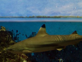 Close-up of fish swimming in sea