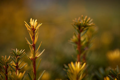 Close-up of plant growing on field