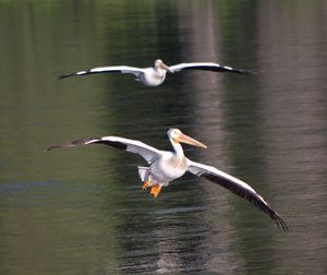 Seagull flying over lake