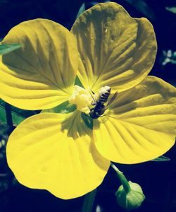 Close-up of insect on yellow flower