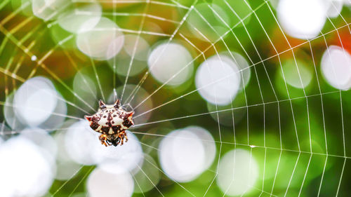 Close-up of spider on web