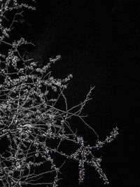 Low angle view of flowering tree against sky at night