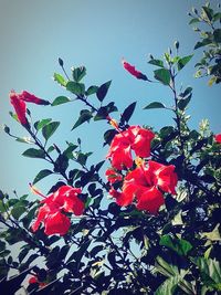 Low angle view of red hibiscus blooming against sky