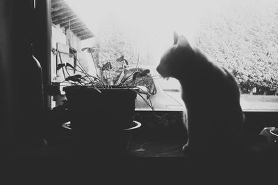 domestic animals