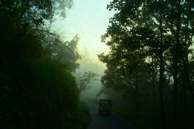 Road passing through trees