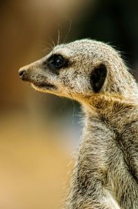 Close-up of an animal looking away