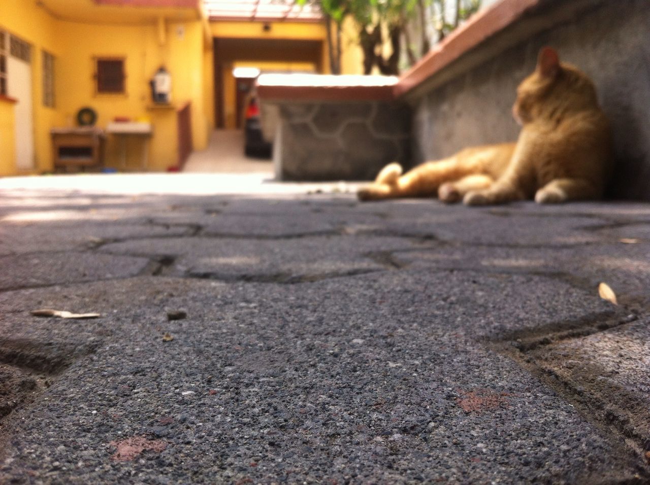 animal themes, pets, one animal, street, domestic animals, mammal, domestic cat, focus on foreground, selective focus, surface level, cat, built structure, building exterior, road, architecture, incidental people, outdoors, dog, asphalt, feline