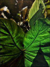 Full frame shot of green leaves