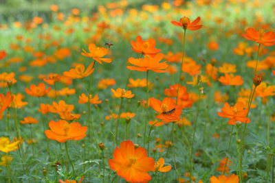 Close-up of orange flowers blooming in field