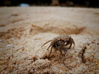 Close-up of crab on sand at beach