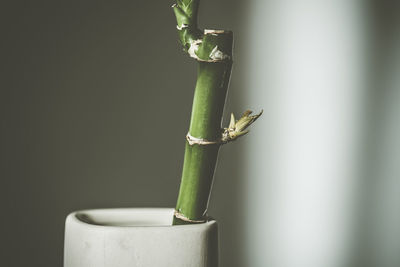 Close-up of green potted plant