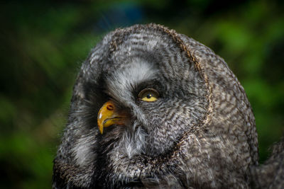 Close-up portrait of owl