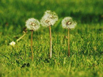 Close-up of dandelion on field