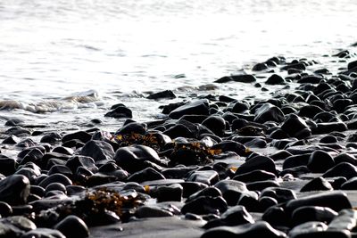 Close-up of birds perching on shore