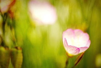 Close-up of flower against blurred background