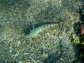 High angle view of fish swimming in sea