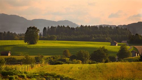 Scenic view of field against sky