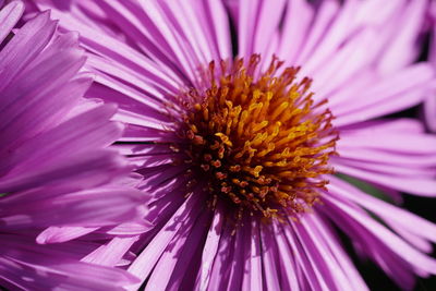 Close-up of pink flower