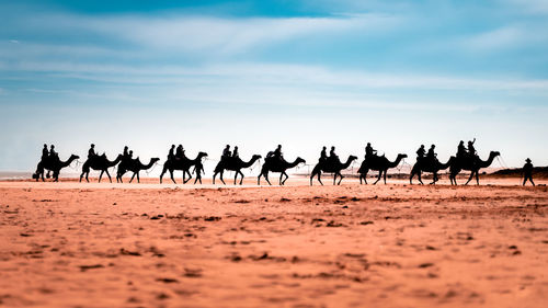 Group of horses on the ground