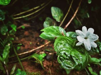 Close-up of plant