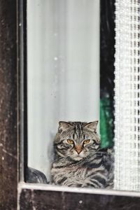 Portrait of a cat looking through window