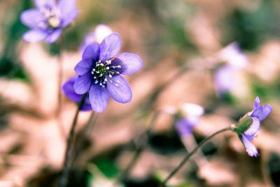 Close-up of purple flowers