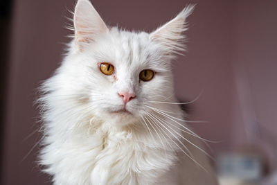 Close-up portrait of cat