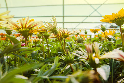 Flowers growing in greenhouse