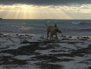 Dog on beach by sea against sky during sunset