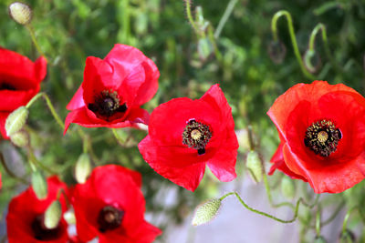 Close-up of red poppy flowers