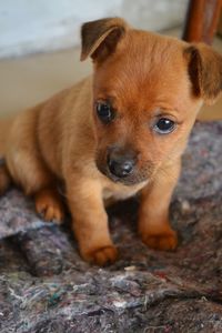 Portrait of a dog