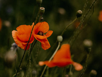 Close-up of orange flower