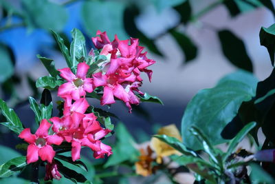 Close-up of pink flowering plant