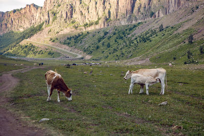 Summer road in the mountains with walking cows in the caucasus