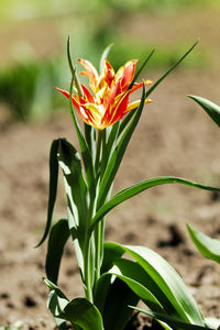 Close-up of flowering plant