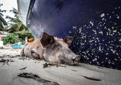 Pig relaxing on the beach near  water