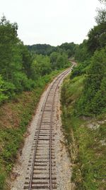 Railroad track along trees