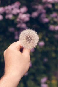 Cropped hand holding dandelion