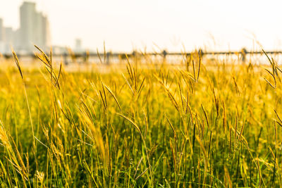 Close-up of crops growing on field against sky