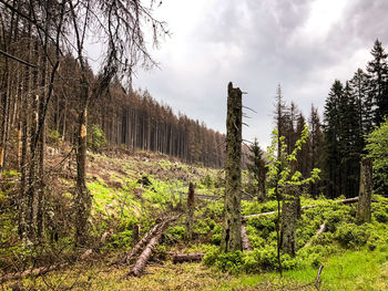 Trees growing in forest against sky