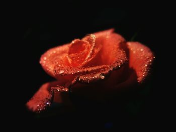 Close-up of red rose against black background