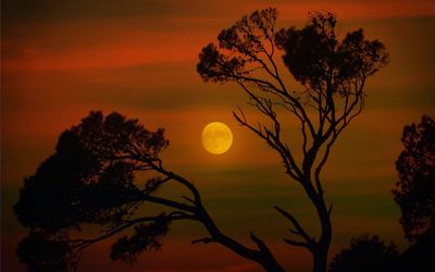 Silhouette tree against orange sky