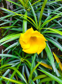 Close-up of yellow flower growing in field