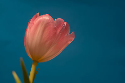 Close-up of tulip against blue background