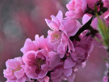 Close-up of pink cherry blossoms