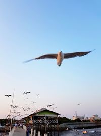 Low angle view of seagull flying in sky