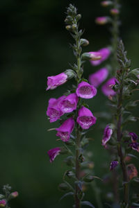 Purple colored digitalis purpurea, the foxglove or common foxglove is very poisonous.