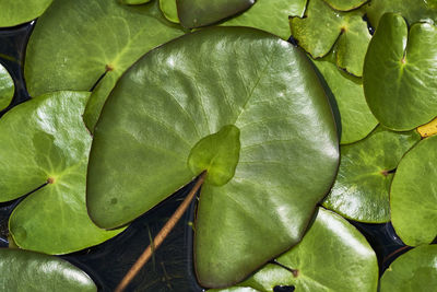 Full frame shot of green leaves