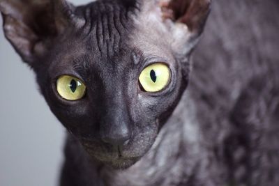 Close-up portrait of a cat