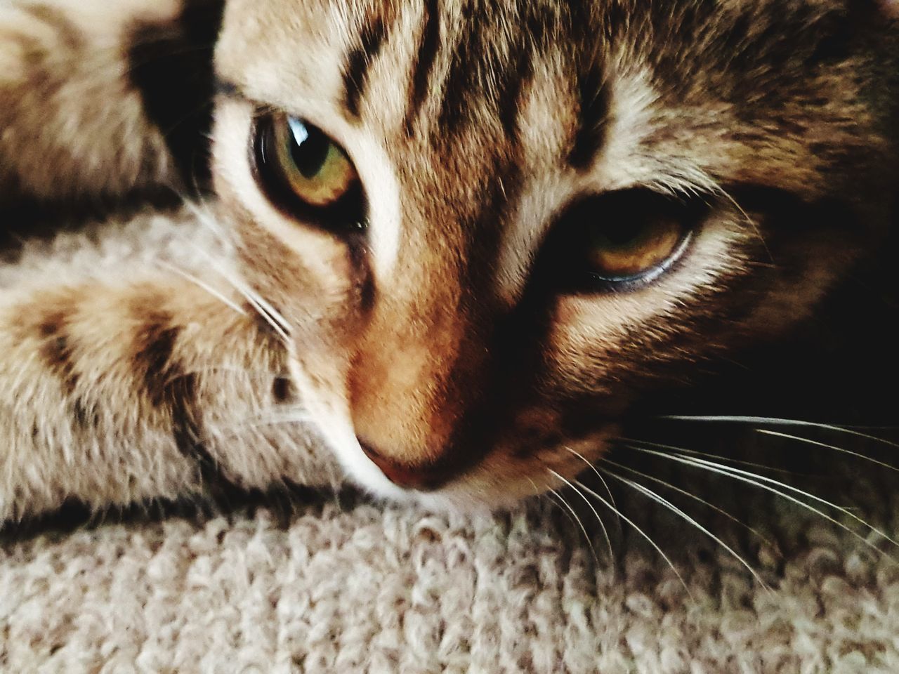 CLOSE-UP PORTRAIT OF TABBY CAT